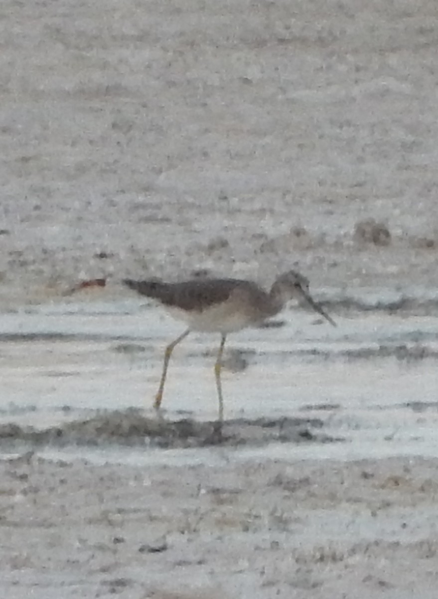 Lesser Yellowlegs - Yolanda Leon