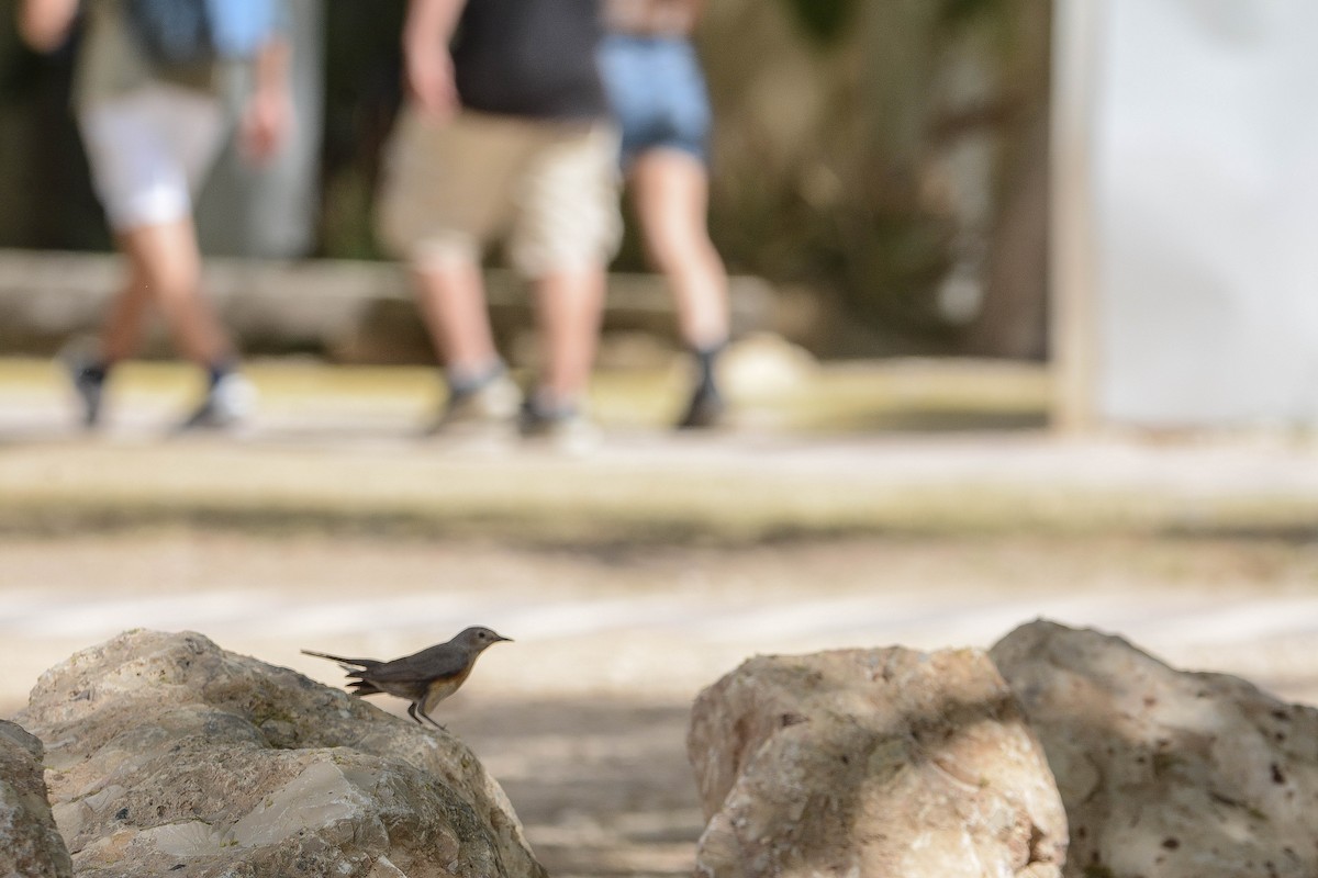 White-throated Robin - Itamar Donitza