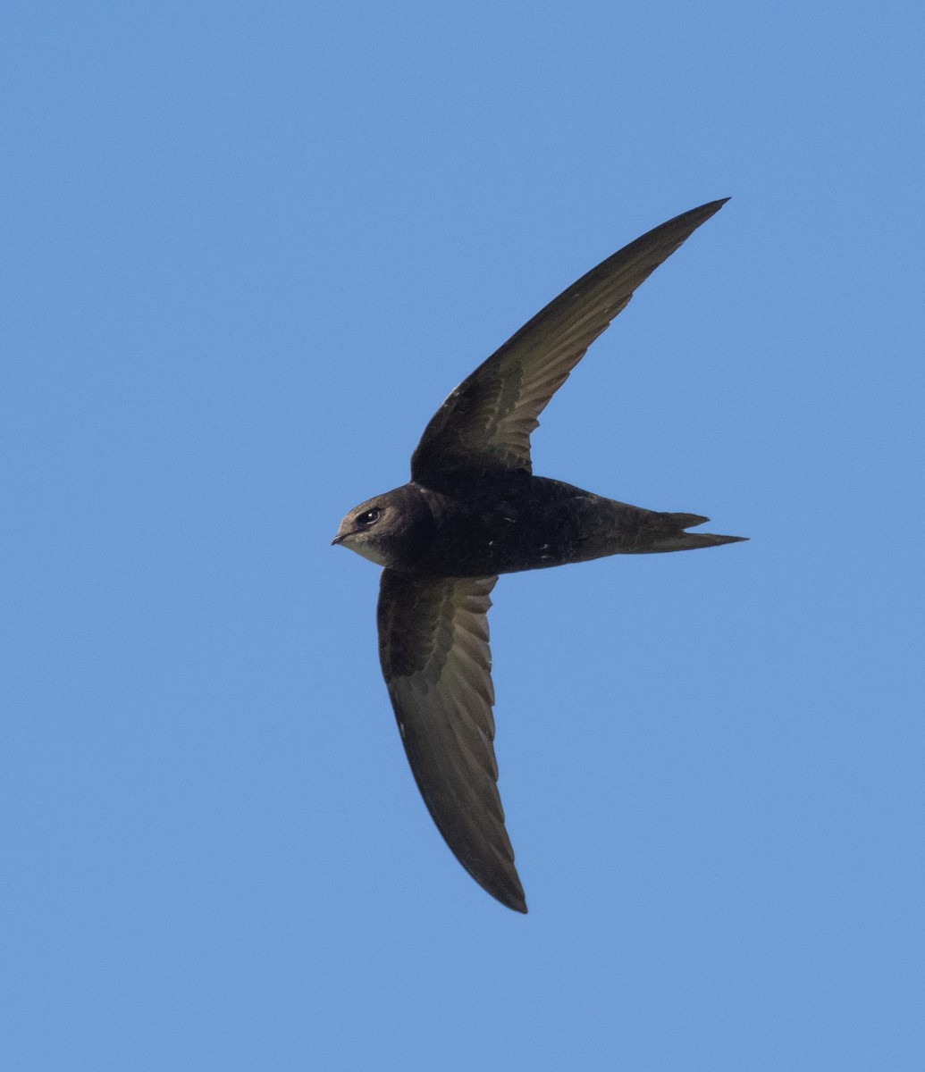 Common Swift - ML336610791