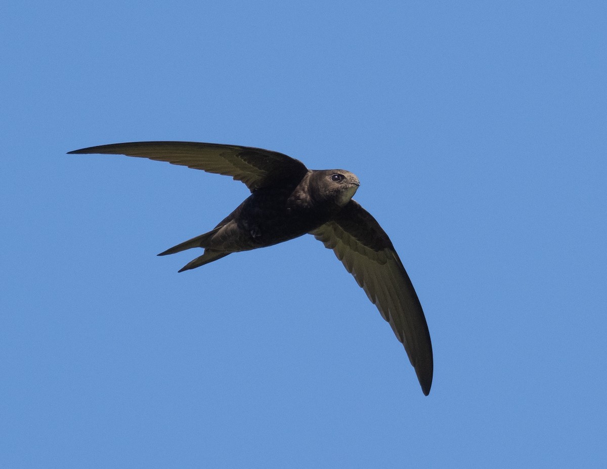 Common Swift - ML336610811