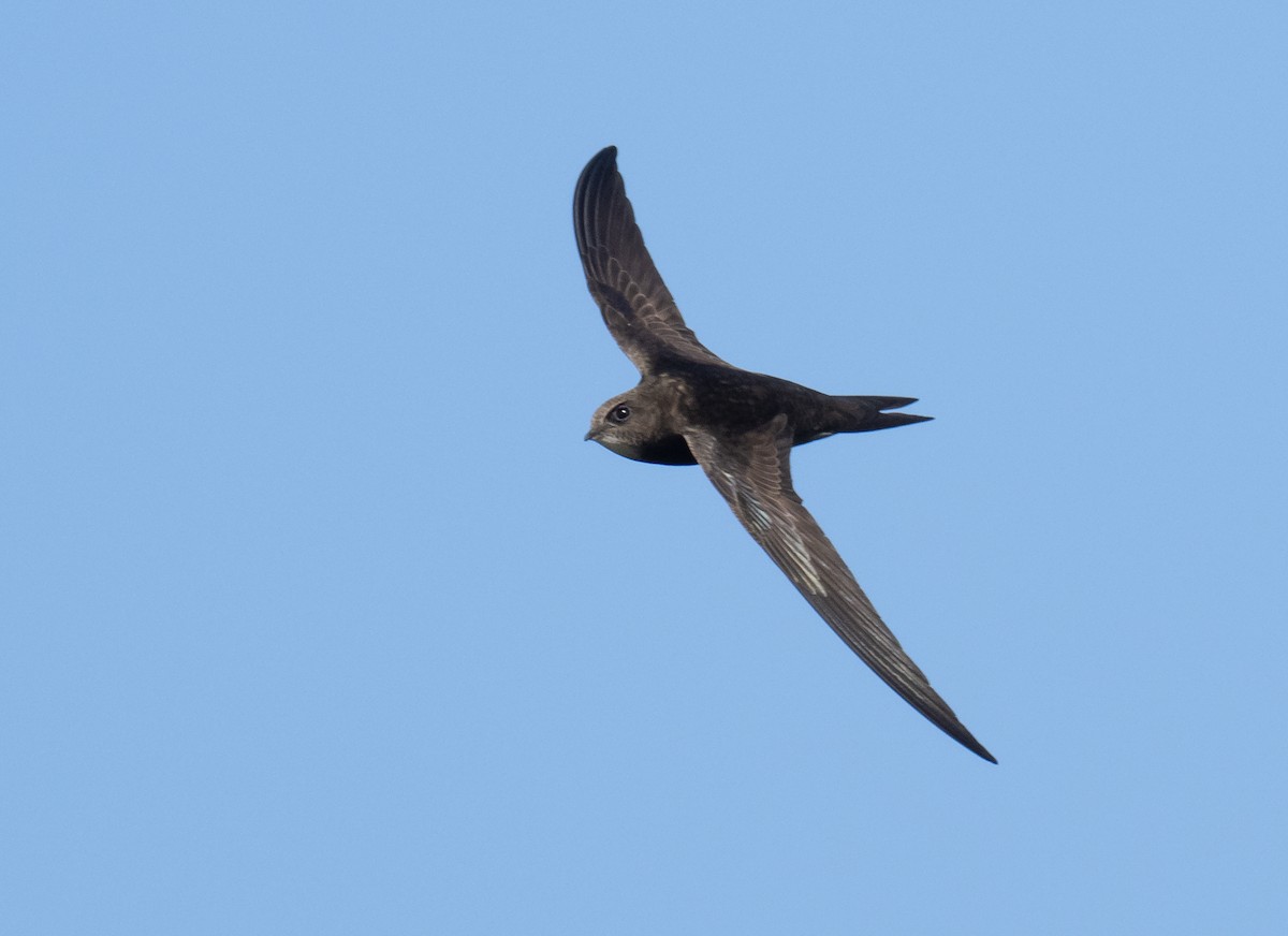 Common Swift - ML336610821