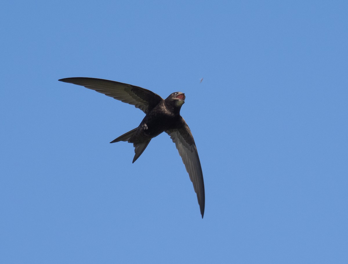 Common Swift - ML336610831