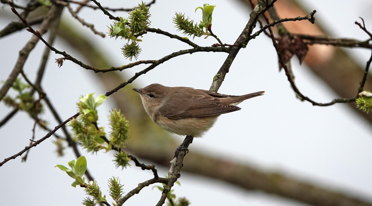 Garden Warbler - Hans-Jürgen Kühnel