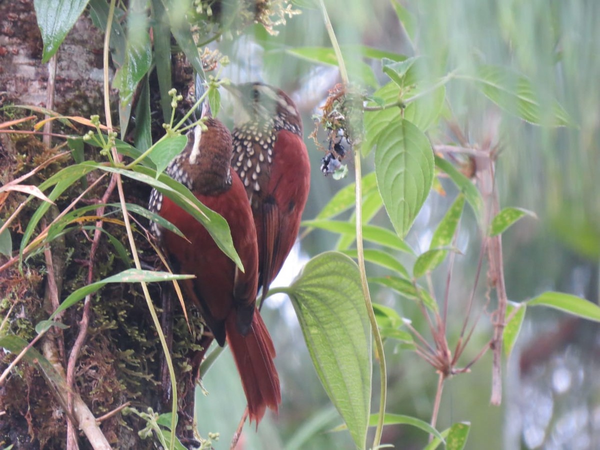 Pearled Treerunner - Parque Nacional de Cutervo - SERNANP