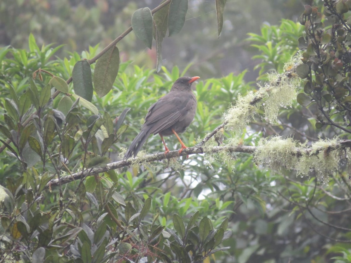 Great Thrush - Parque Nacional de Cutervo - SERNANP