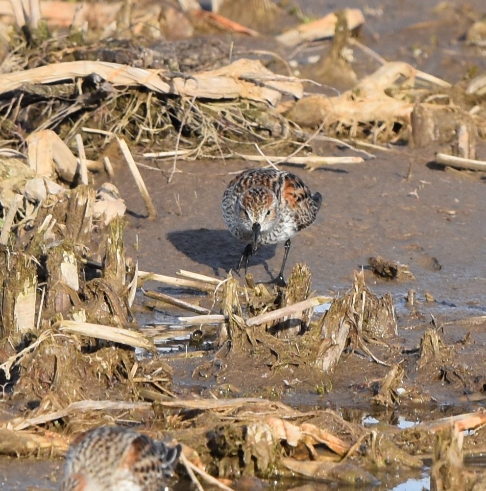 Western Sandpiper - Jay Watson