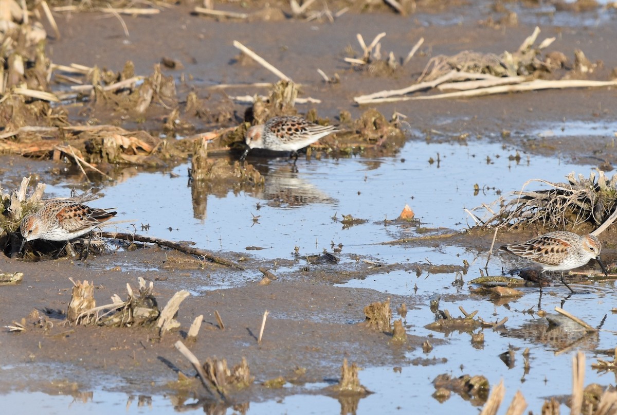 Western Sandpiper - Jay Watson