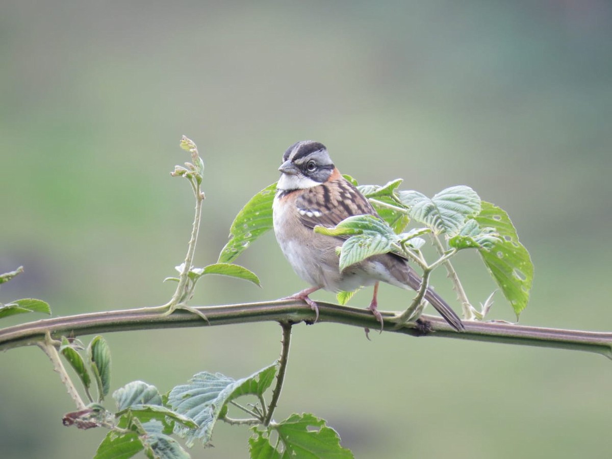 Rufous-collared Sparrow - Parque Nacional de Cutervo - SERNANP