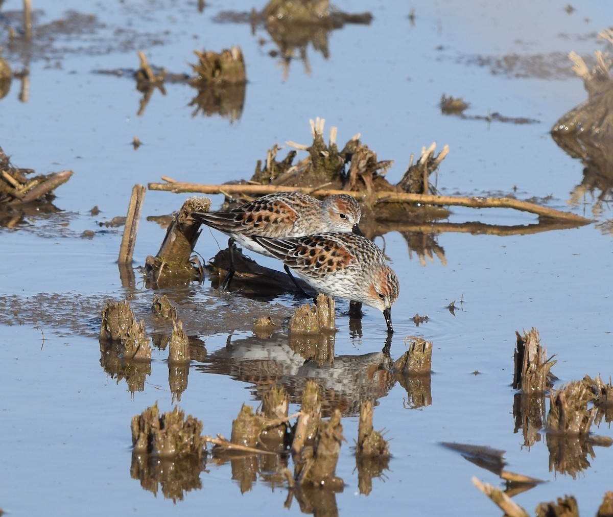 Western Sandpiper - Jay Watson