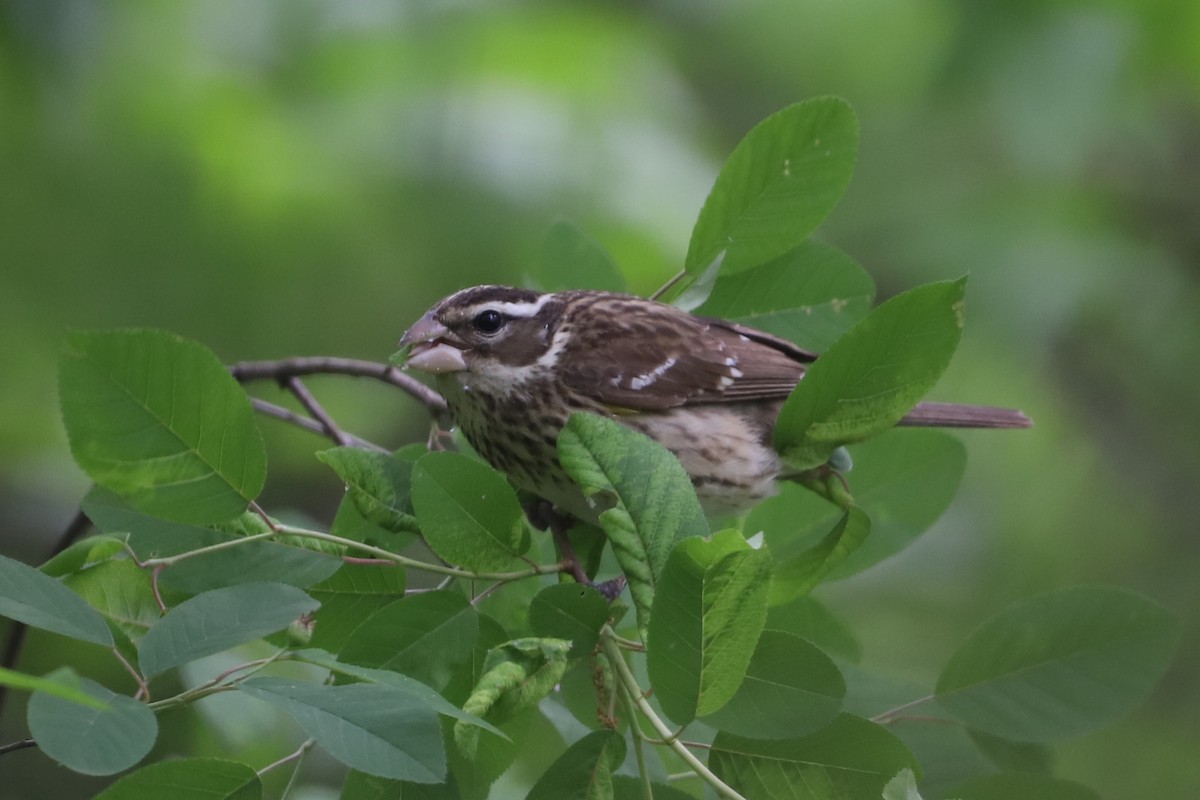 Rose-breasted Grosbeak - ML336616171