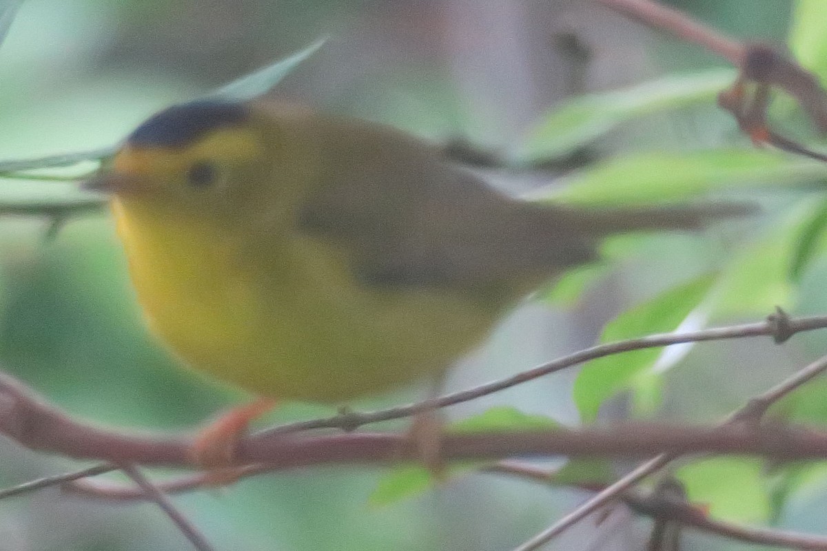 Wilson's Warbler - ML336616261