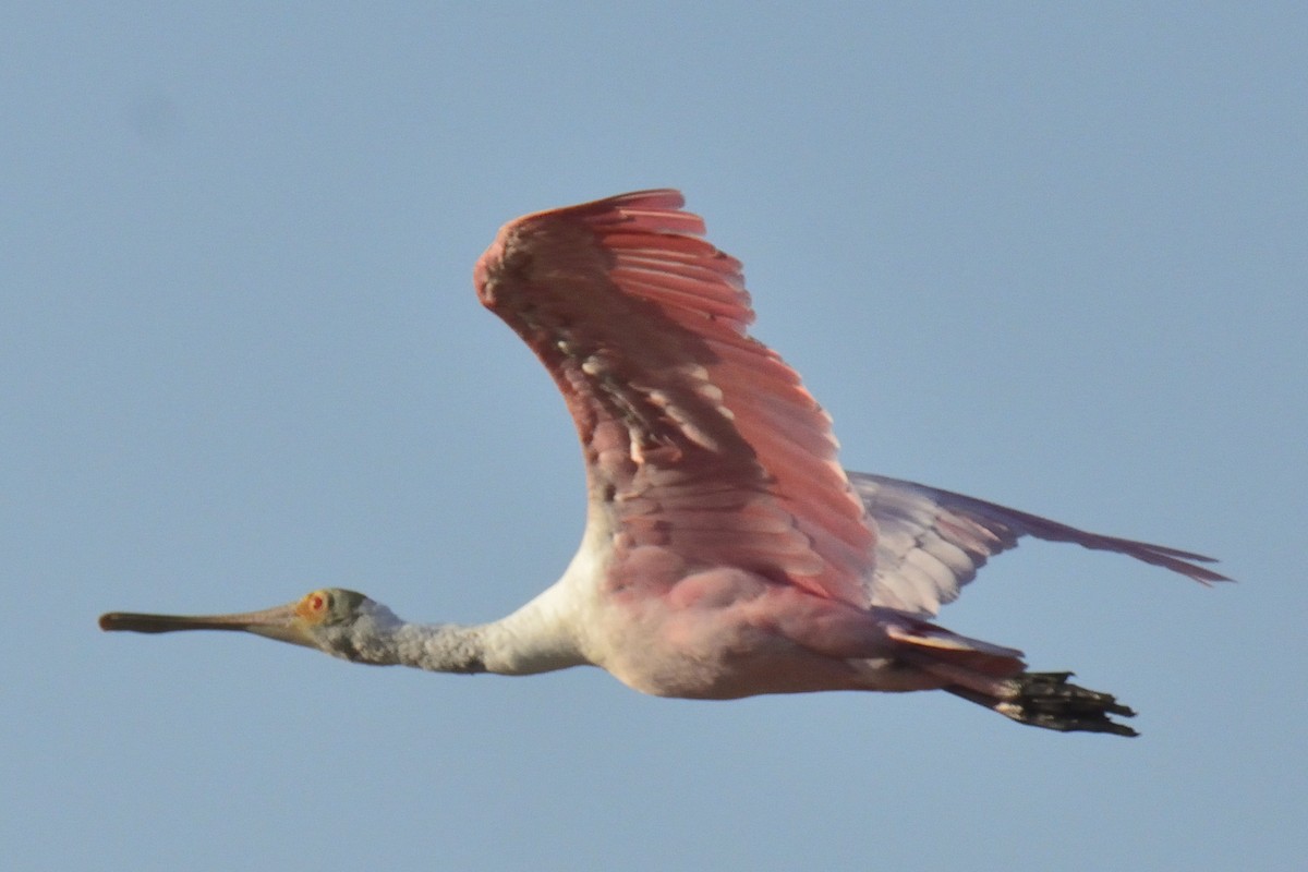 Roseate Spoonbill - ML336617261