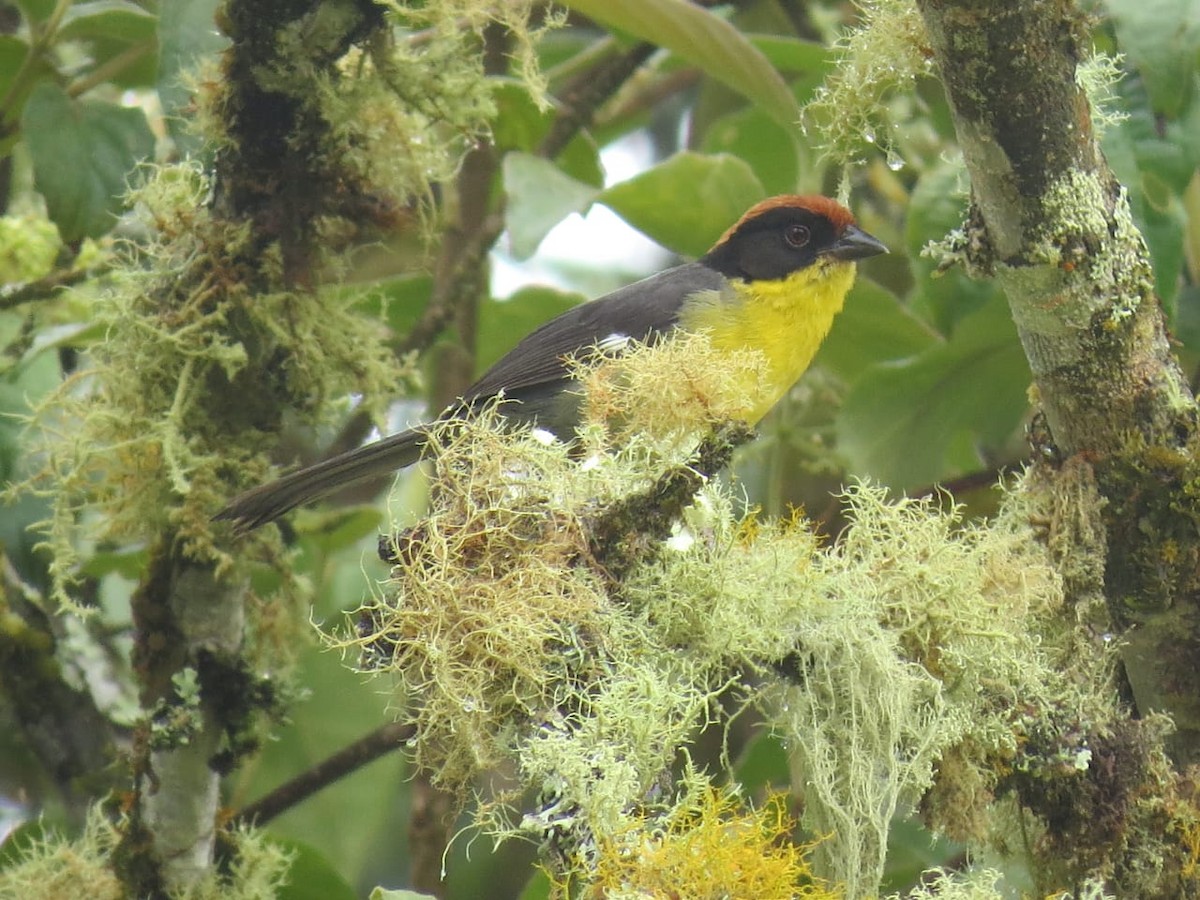 Yellow-breasted Brushfinch - Parque Nacional de Cutervo - SERNANP