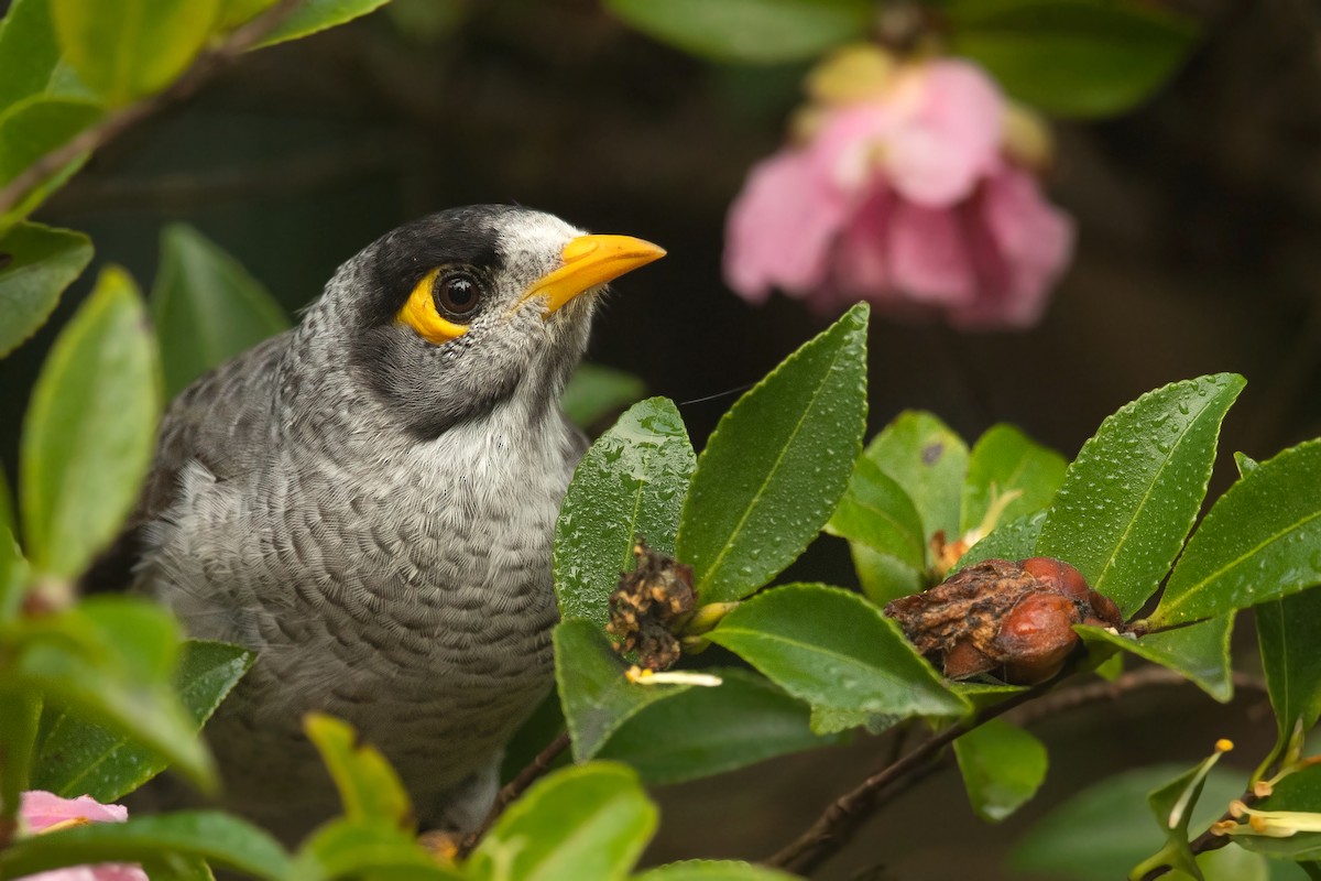 Noisy Miner - ML336618261