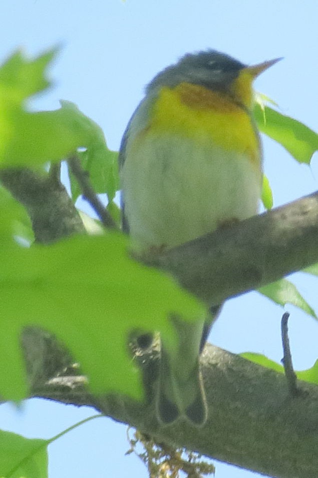 Northern Parula - ML336619091