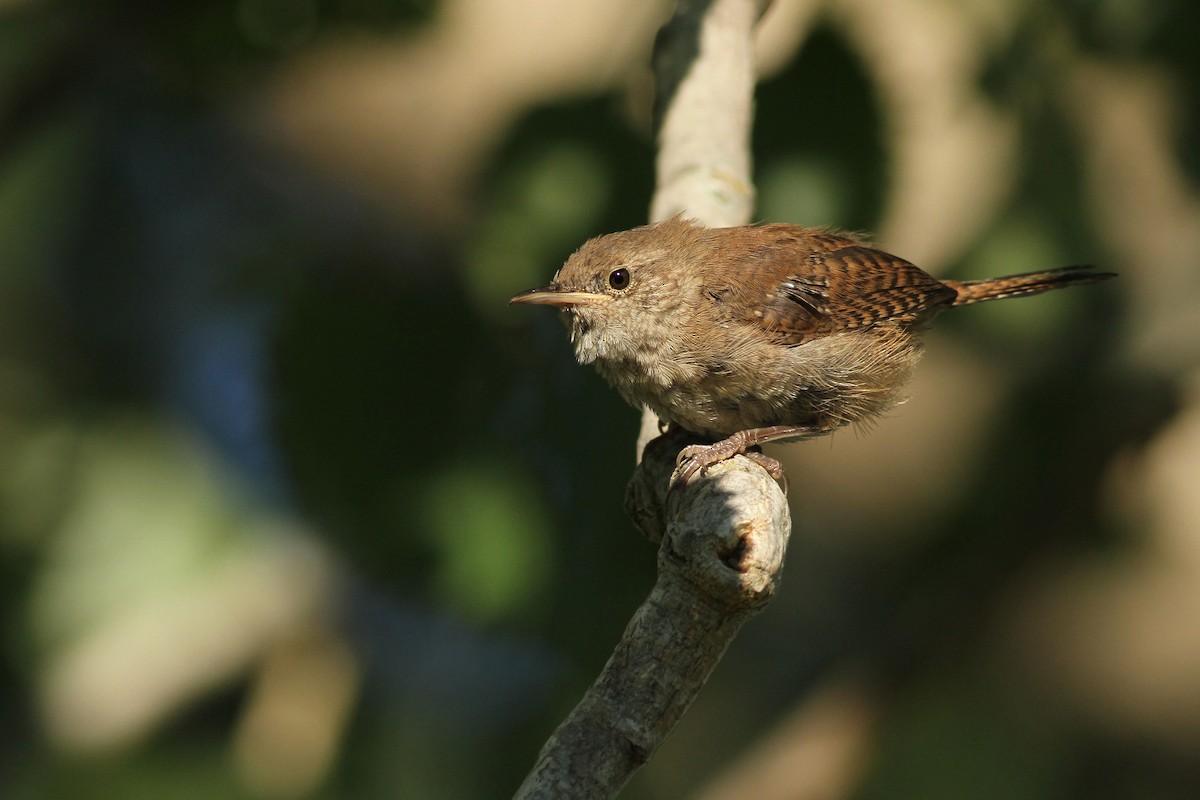 House Wren - ML33661941