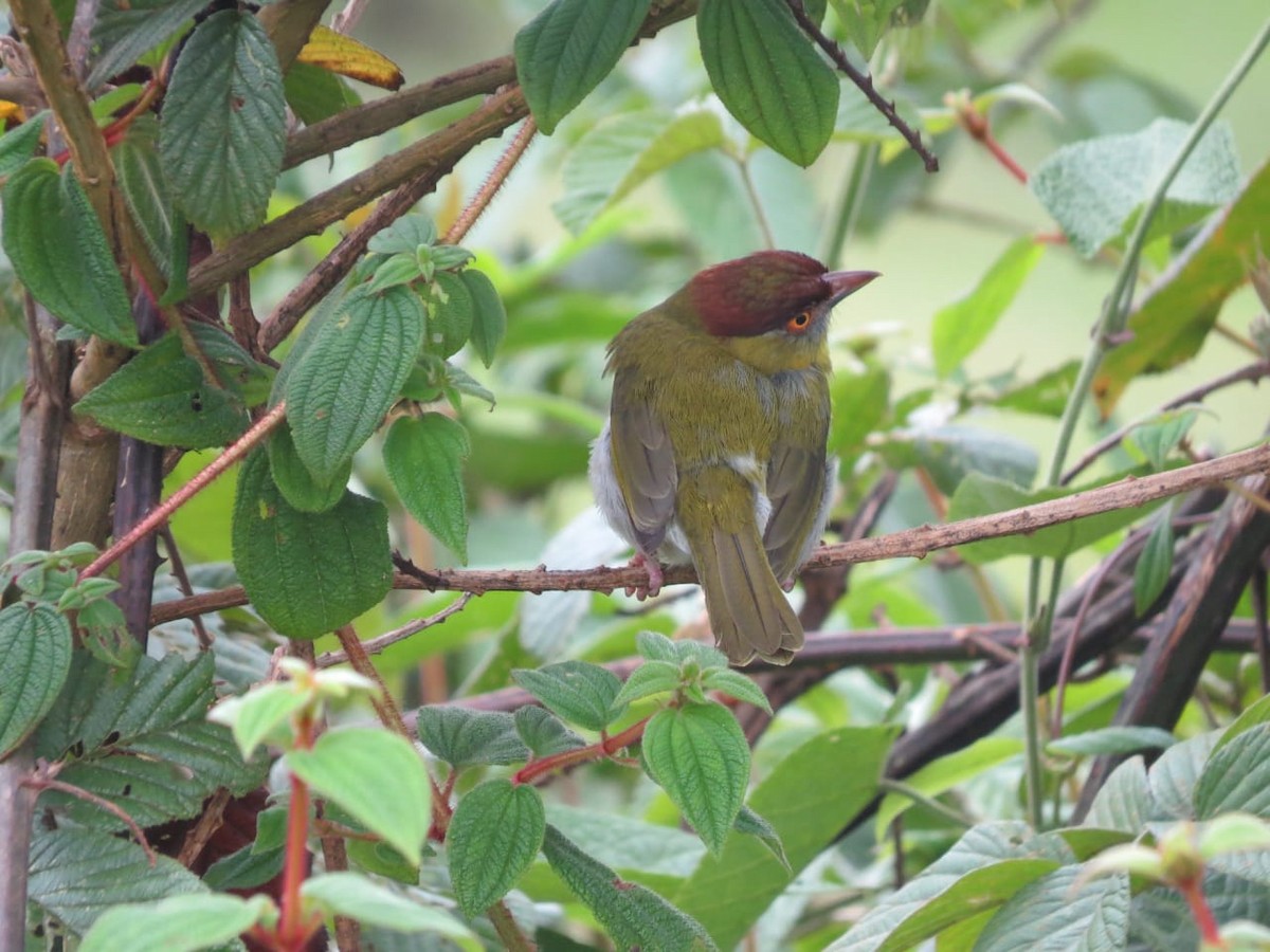 Rufous-browed Peppershrike - ML336619951