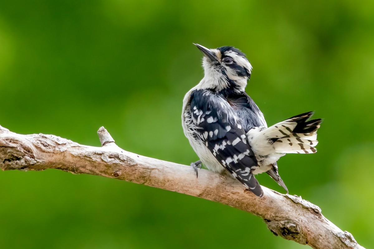 Downy Woodpecker - ML336620161