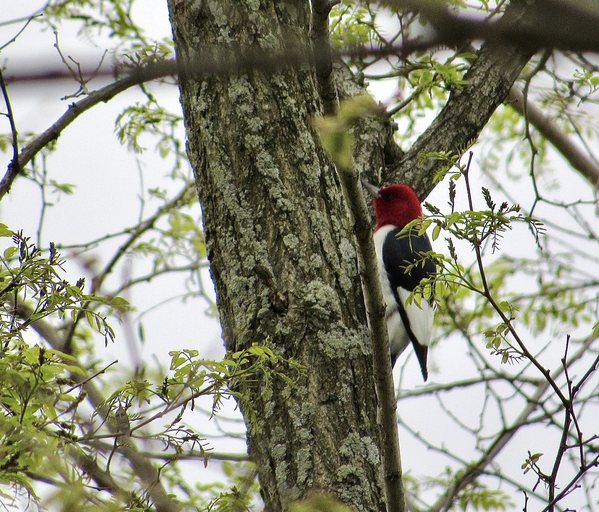 Red-headed Woodpecker - ML336622301
