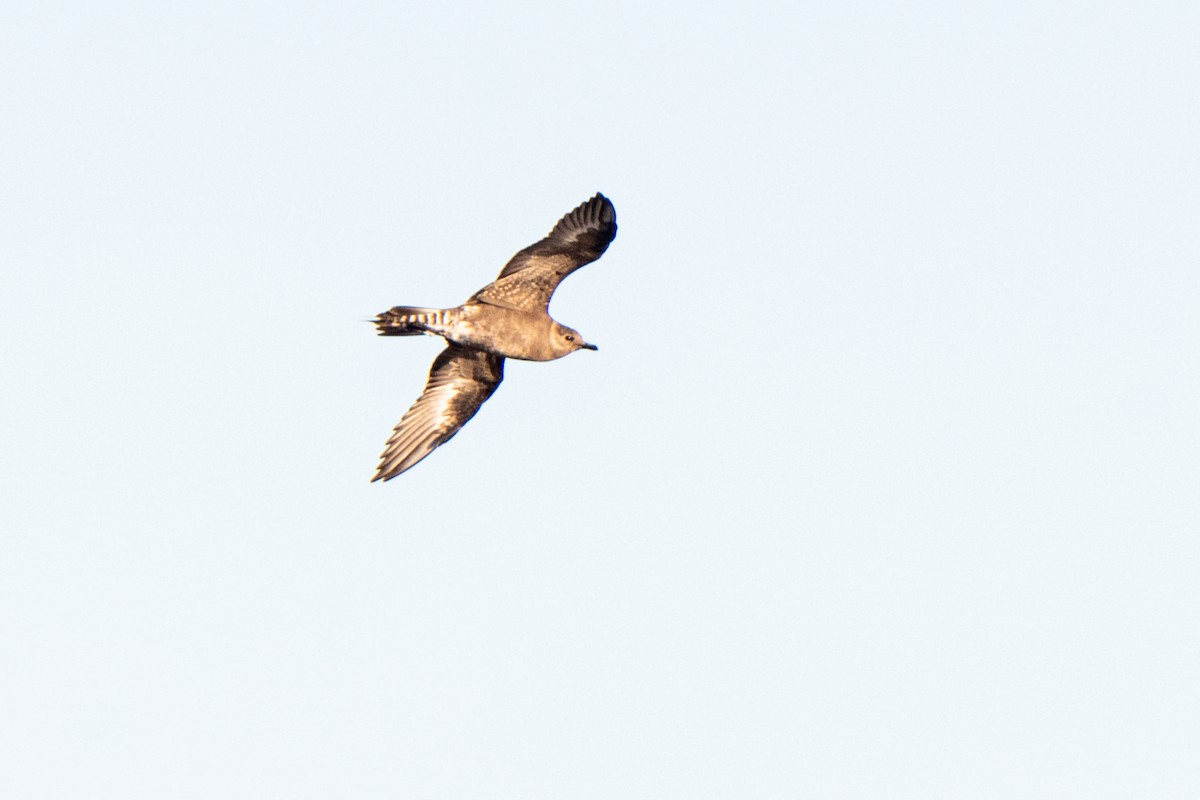 Parasitic Jaeger - ML336623061