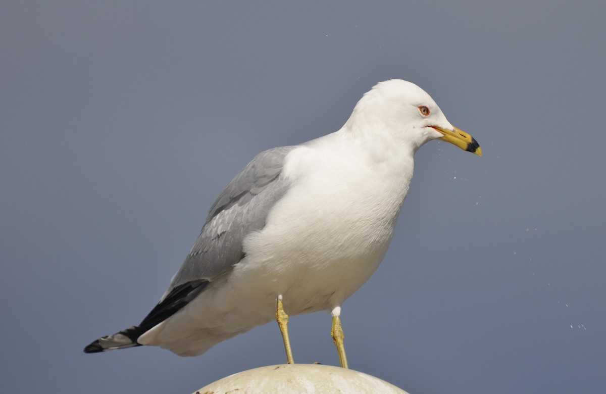 Ring-billed Gull - ML336623211