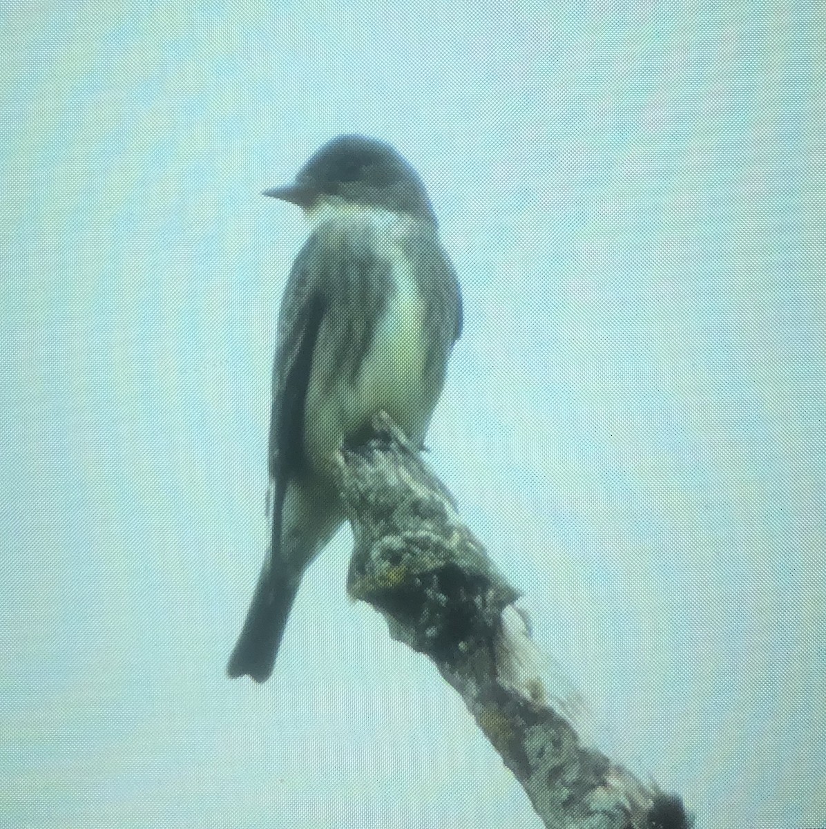 Olive-sided Flycatcher - ML336624091