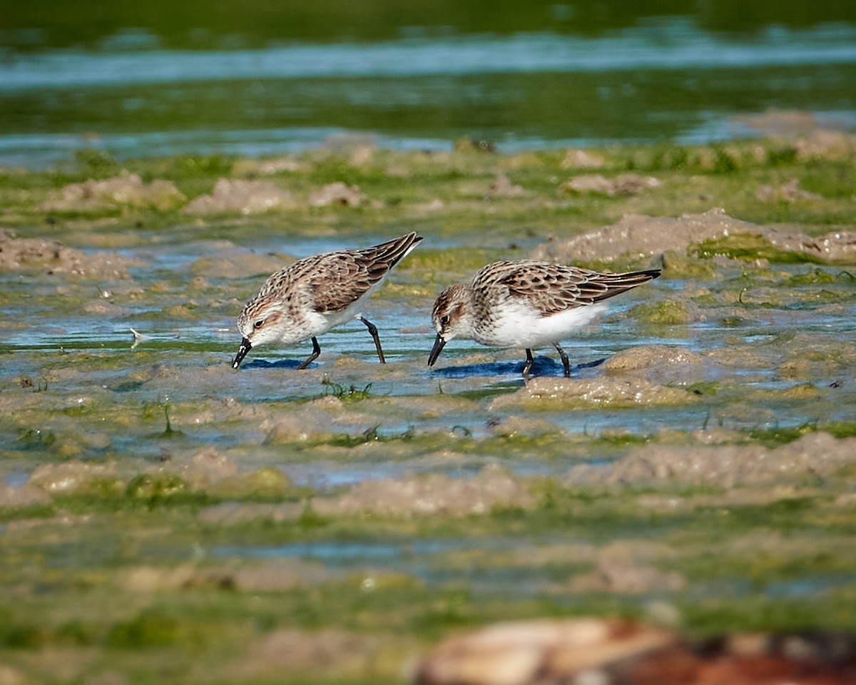 Semipalmated Sandpiper - ML336624641