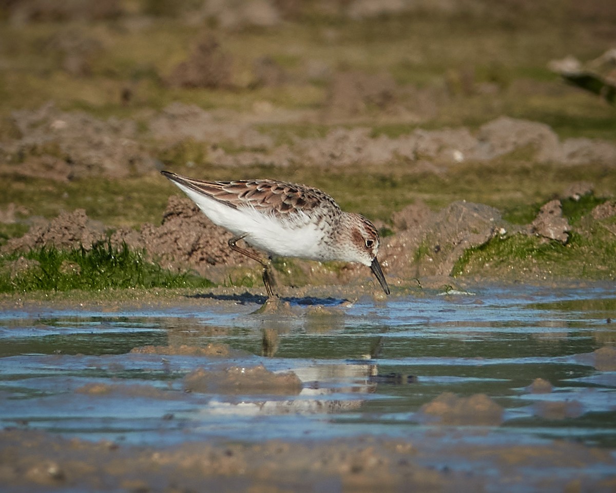 Semipalmated Sandpiper - ML336624661