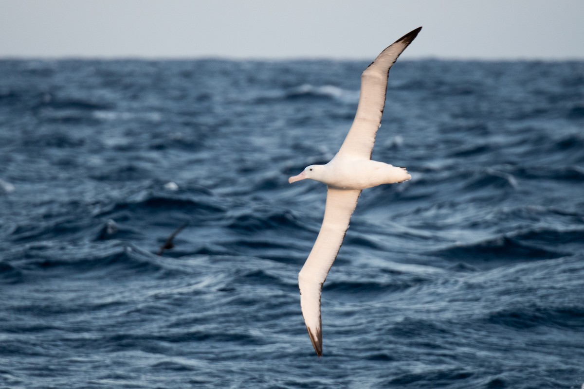Snowy/Tristan/Antipodean Albatross - ML336625481