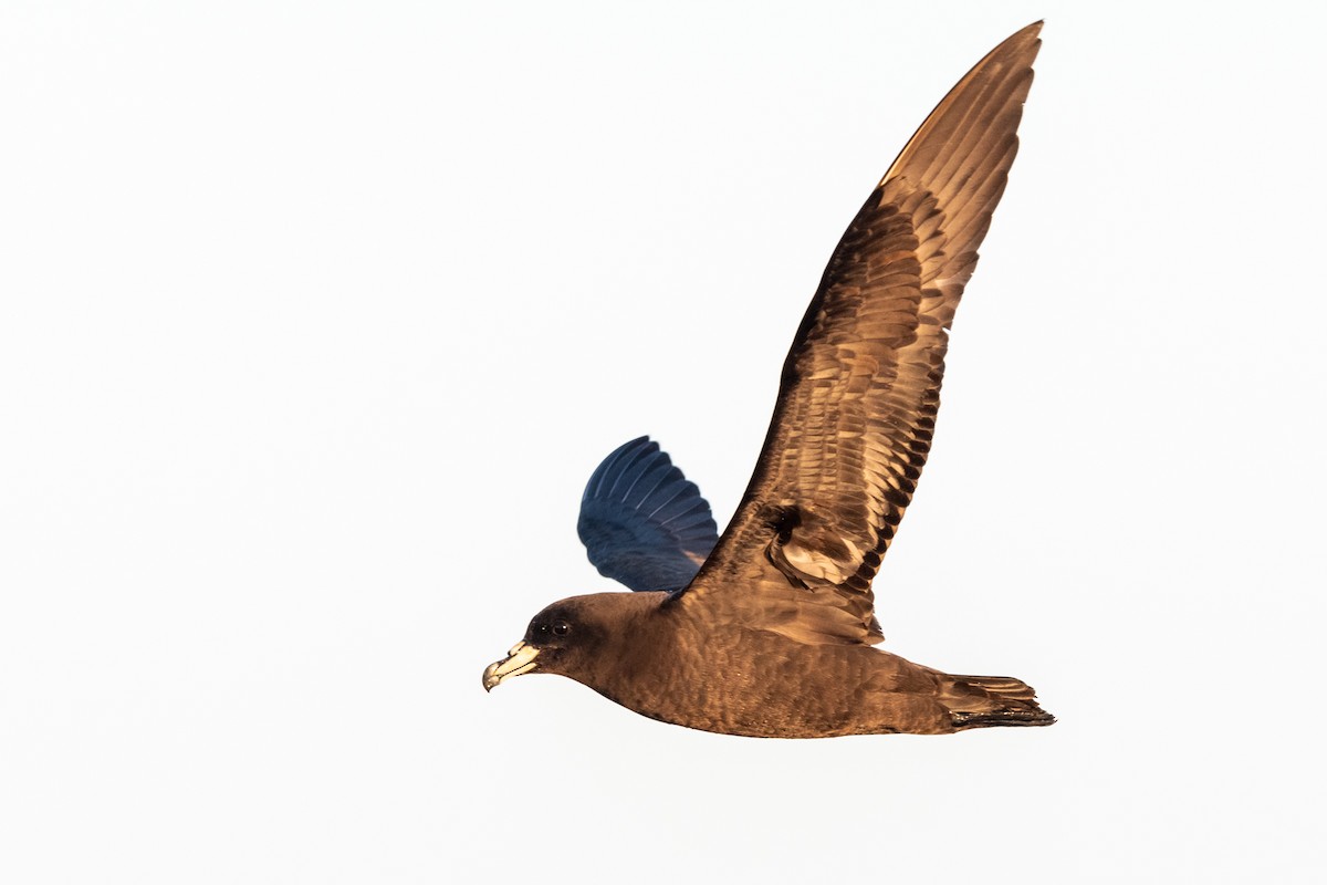 Parkinson's Petrel - ML336625581