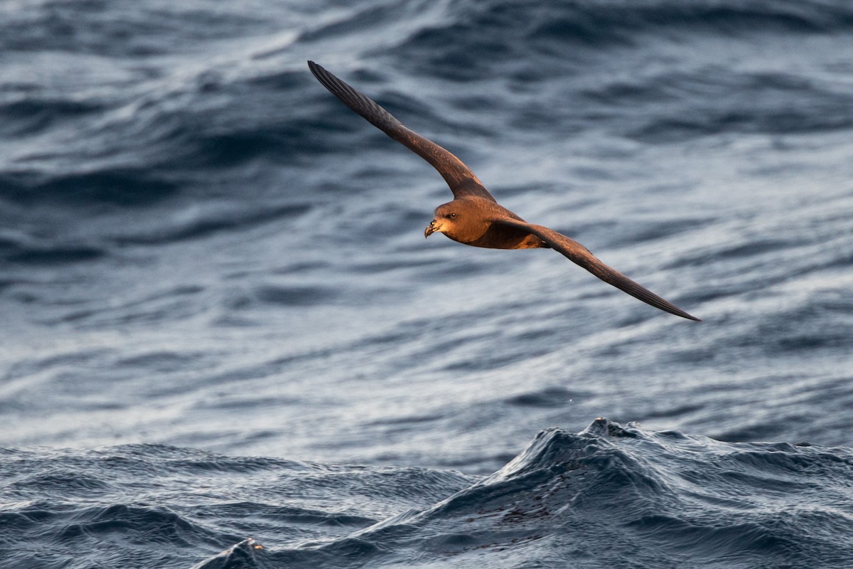 Gray-faced Petrel - ML336625631