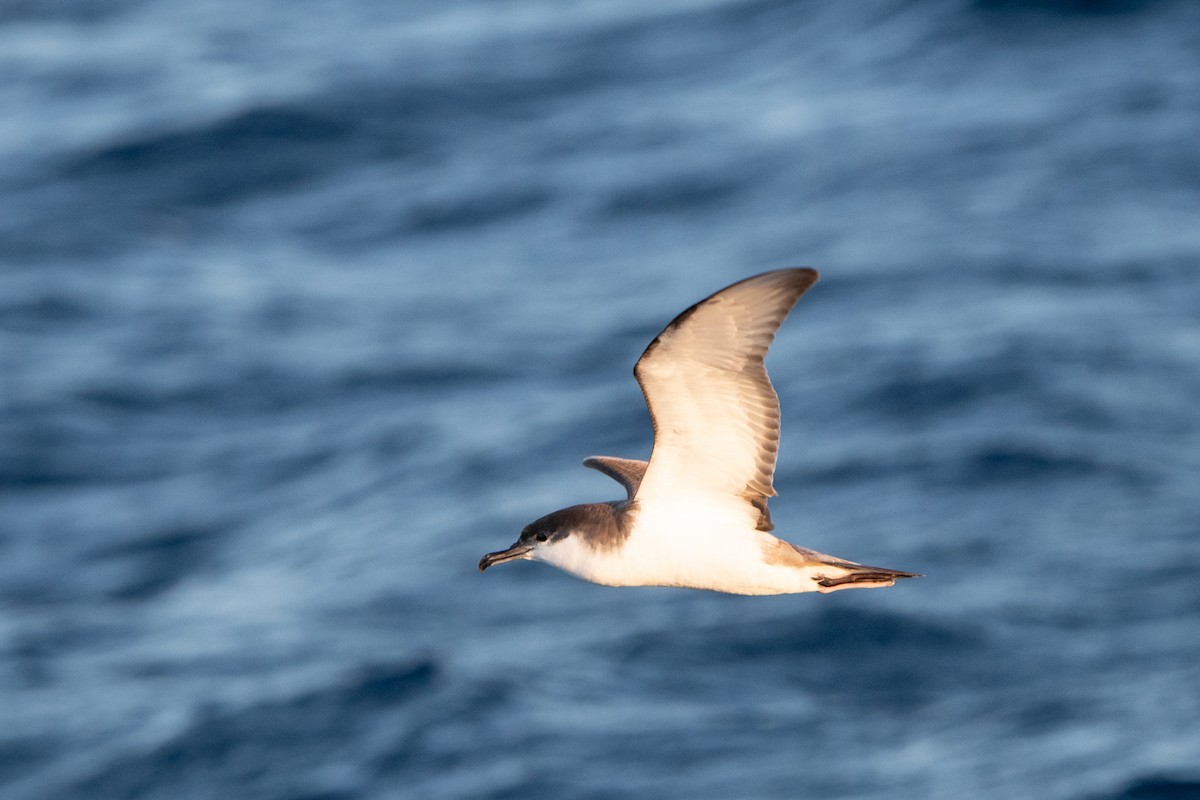 Buller's Shearwater - ML336625701