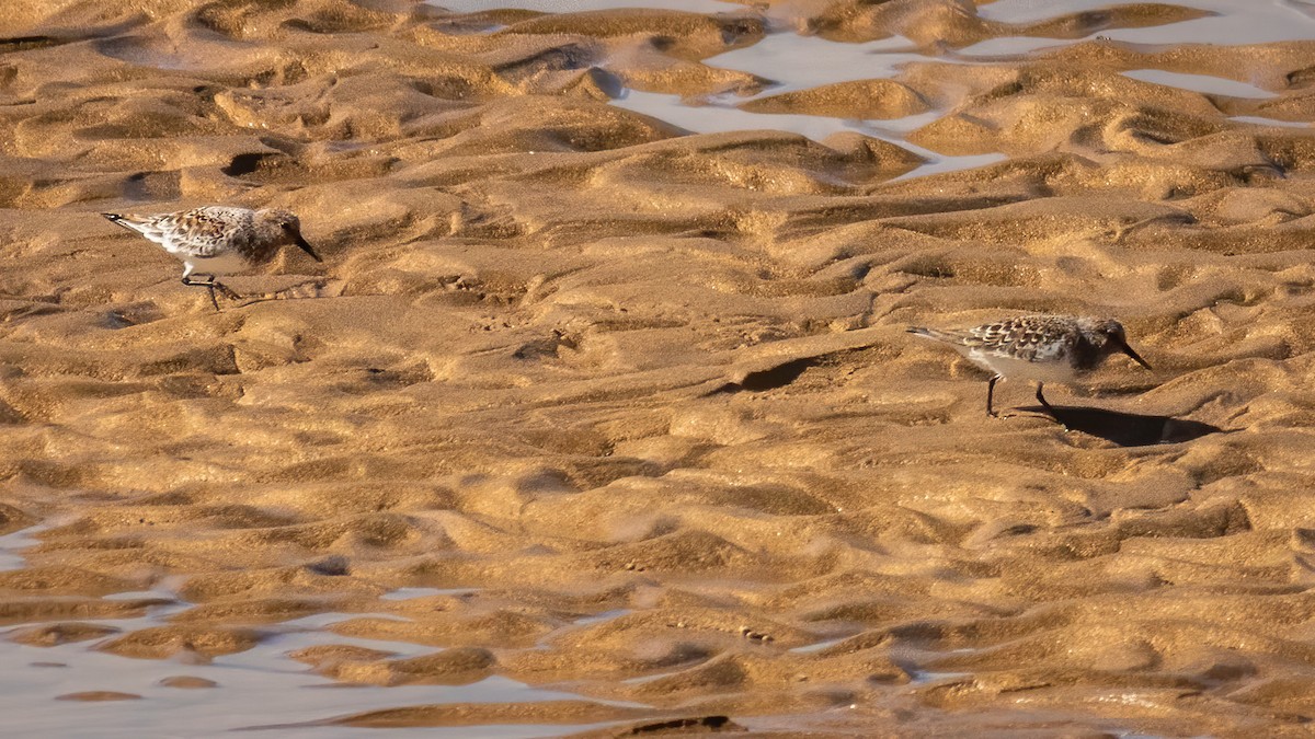 Sanderling - ML336626591