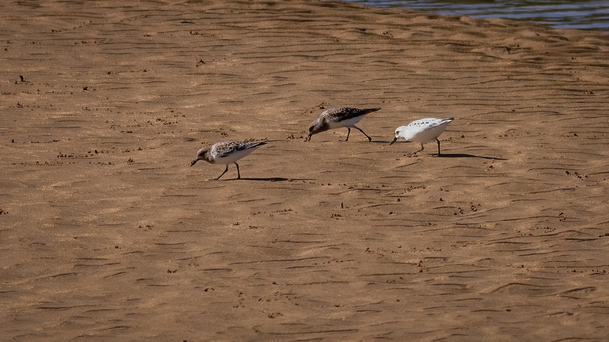 Sanderling - ML336626621