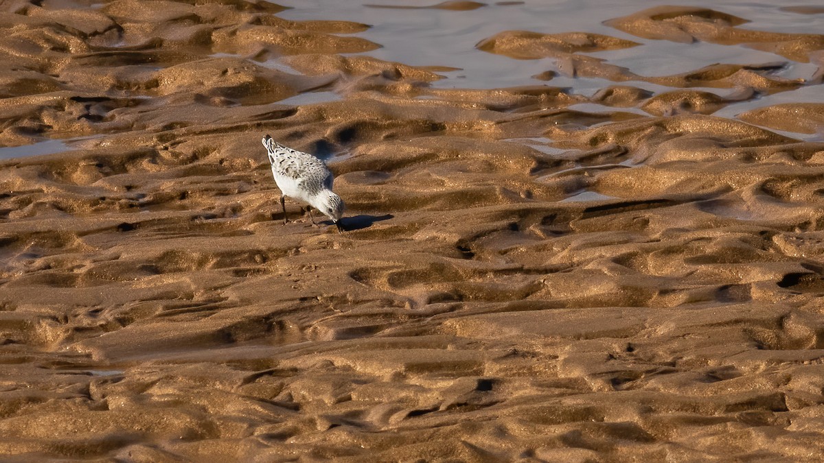 Sanderling - ML336626631