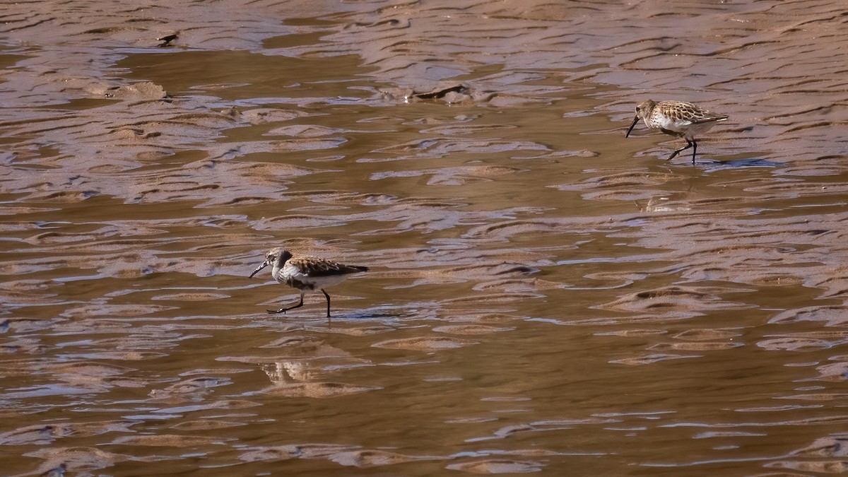 Dunlin - ML336626831