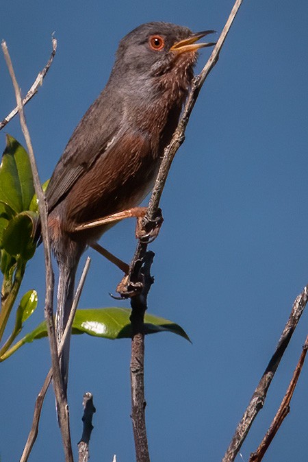 Dartford Warbler - ML336626931