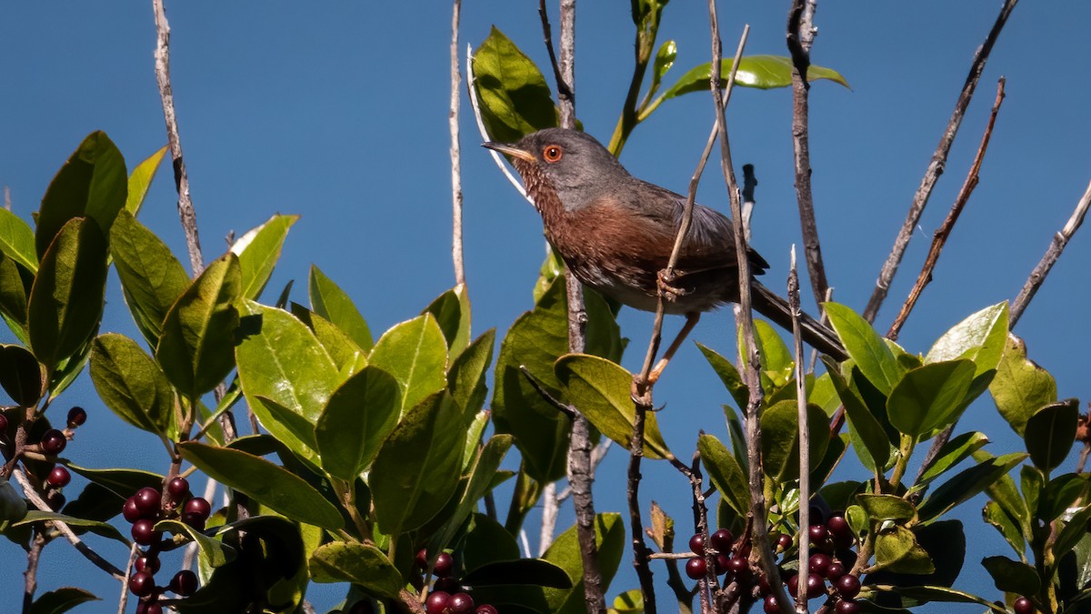 Dartford Warbler - ML336626951