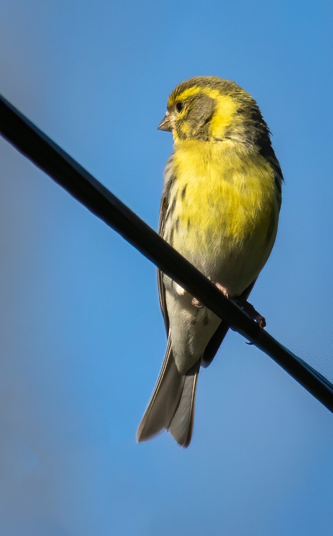 European Serin - ML336627071