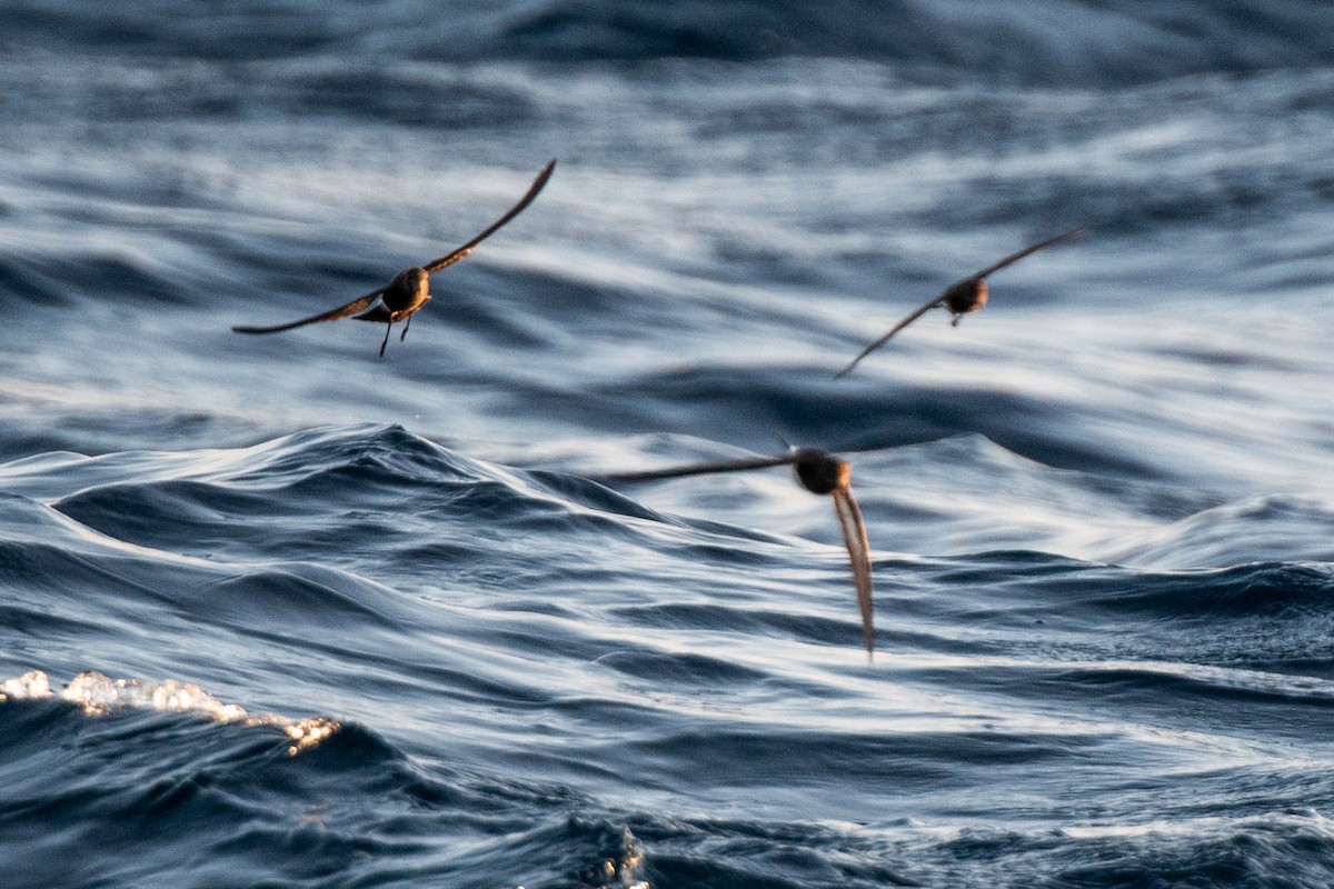 Wilson's Storm-Petrel - ML336627351
