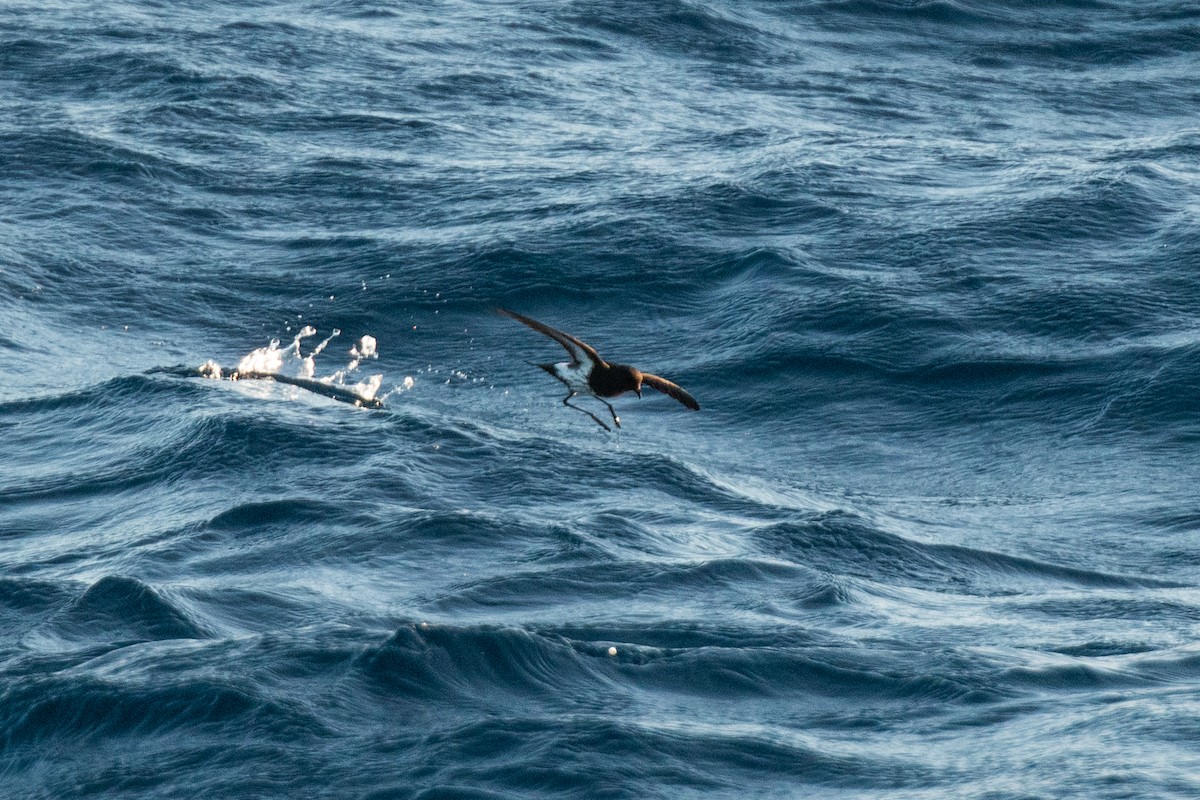 New Zealand Storm-Petrel - ML336627381