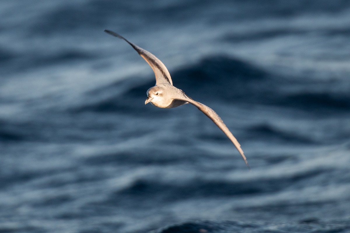 Fairy Prion - ML336627431