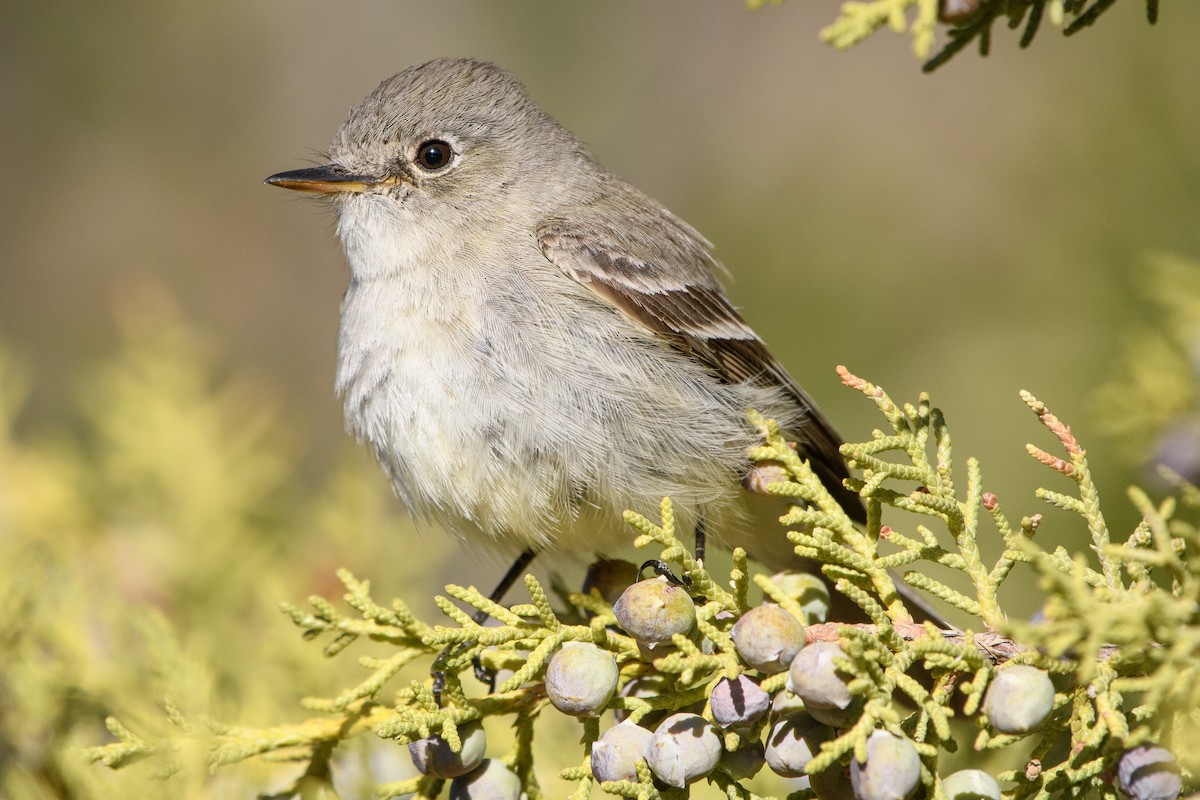 Gray Flycatcher - ML336627621