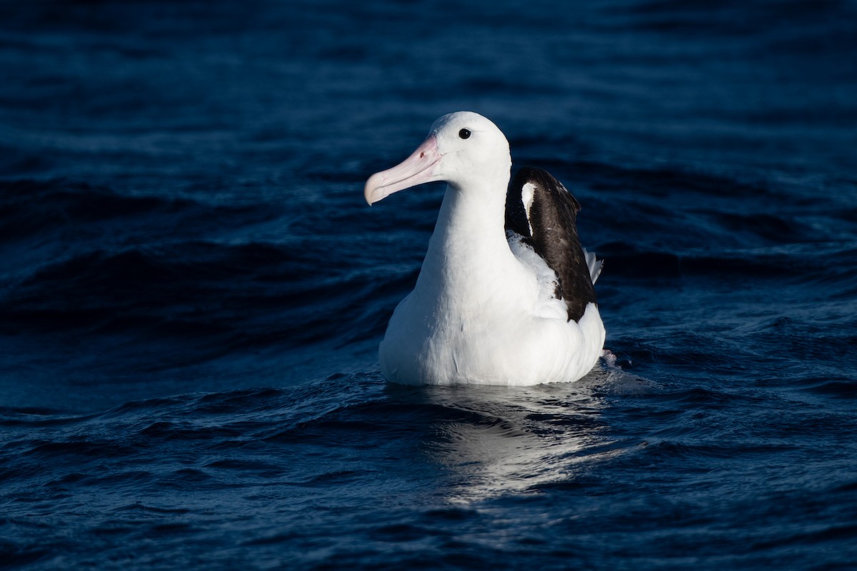 Northern Royal Albatross - ML336628131