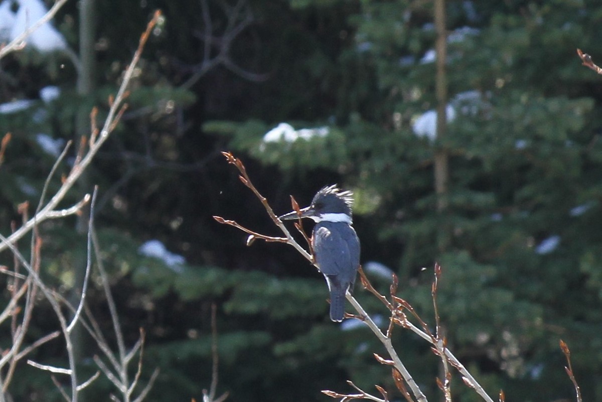 Belted Kingfisher - ML336628231