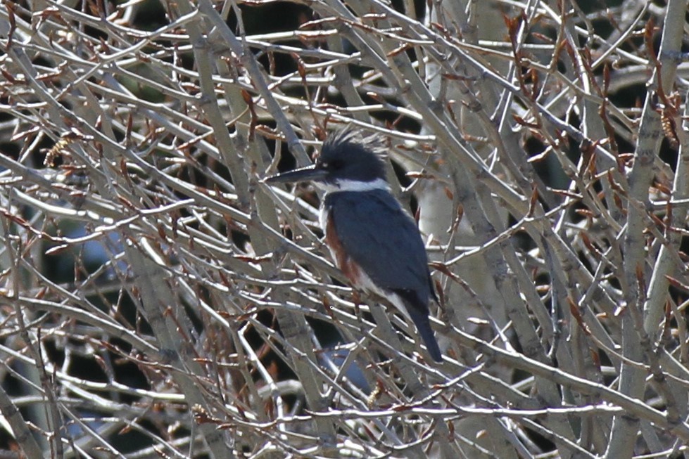 Belted Kingfisher - ML336628241