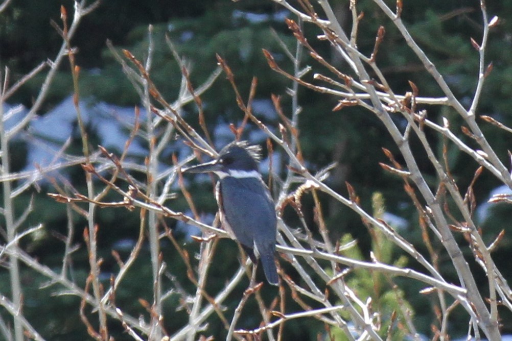 Belted Kingfisher - ML336628251