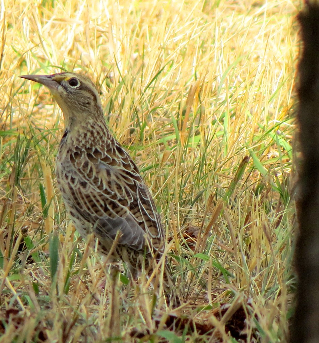 Western Meadowlark - ML336628581