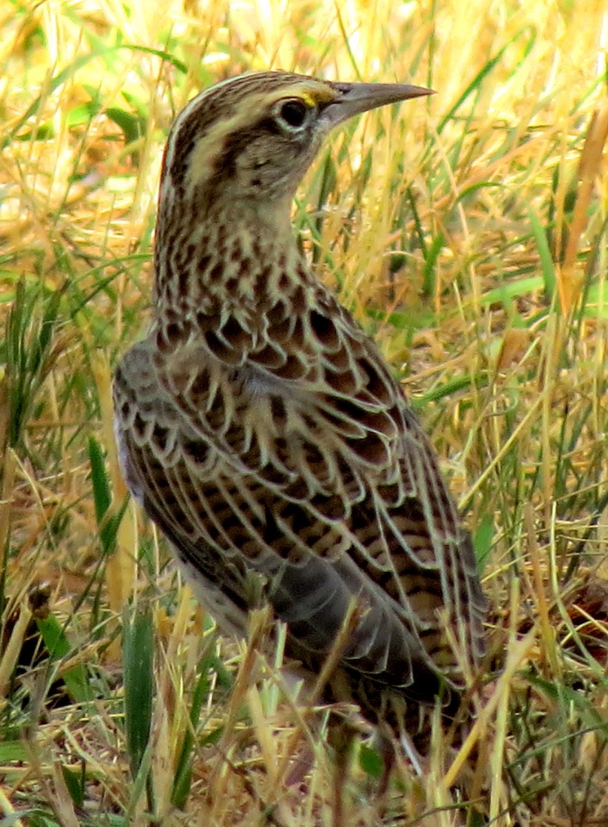Western Meadowlark - ML336628771