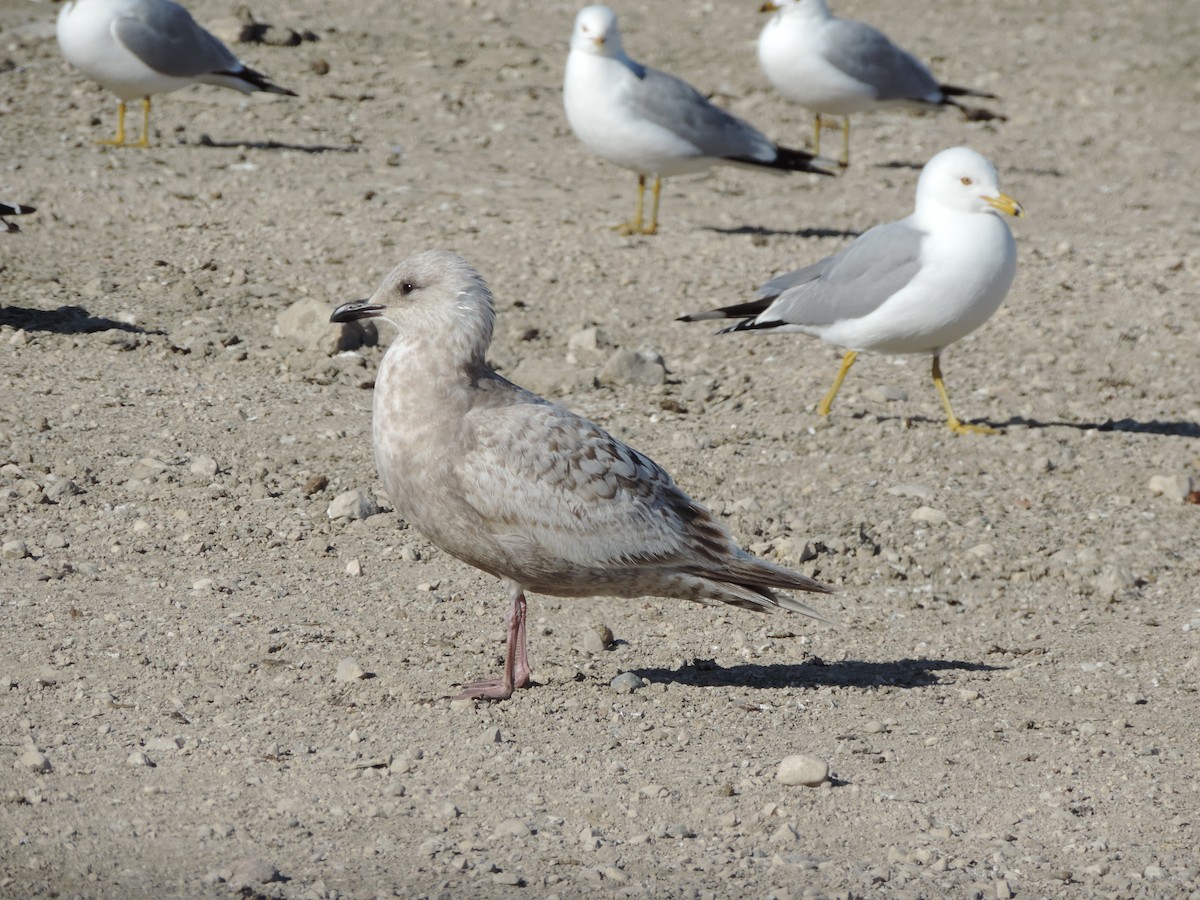 Iceland Gull - John Weier